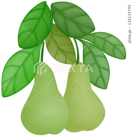 pear 116135745