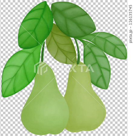 pear 116135745