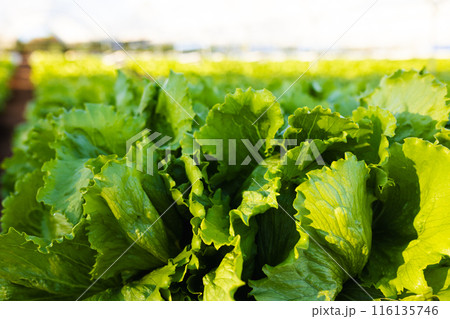 Rows of fresh green lettuce growing in hydroponic farm in greenhouse, copy space Rows of fresh green lettuce growing in hydroponic farm in greenhouse, copy space 116135746