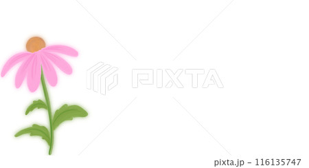 Coneflower in pink Coneflower in pink 116135747
