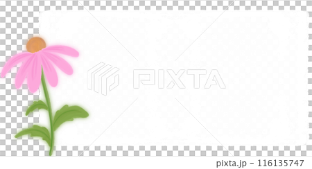 Coneflower in pink Coneflower in pink 116135747