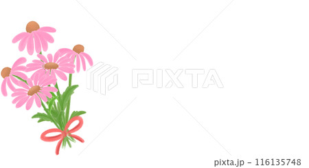 Coneflower in pink Coneflower in pink 116135748