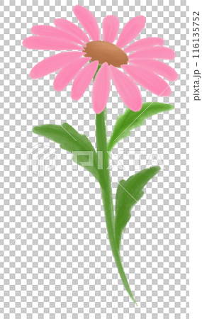 Coneflower in pink Coneflower in pink 116135752
