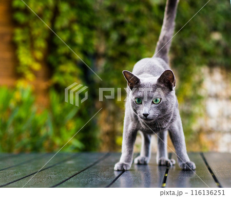 Hunting cat, cat face before a close attack. Portrait of a funny domestic kitten playing indoors. 116136251