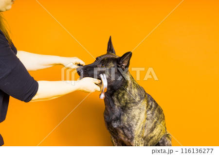 Cute dog with hammer. isolated on red yellow studio background. dutch shepherd Cute dog with hammer. isolated on red yellow studio background. dutch shepherd 116136277