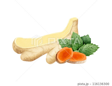 Cut ginger and turmeric slices with spearmint leaves watercolor illustration isolated on white. Healthy orange vegetable root herb, natural curcuma ingredient for cooking clipart Cut ginger and turmeric slices with spearmint leaves watercolor illustration isolated on white. Healthy orange vegetable root herb, natural curcuma ingredient for cooking clipart 116136300