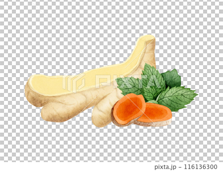 Cut ginger and turmeric slices with spearmint leaves watercolor illustration isolated on white. Healthy orange vegetable root herb, natural curcuma ingredient for cooking clipart Cut ginger and turmeric slices with spearmint leaves watercolor illustration isolated on white. Healthy orange vegetable root herb, natural curcuma ingredient for cooking clipart 116136300