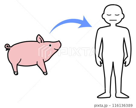 豚からヒトへの臓器移植を示すシンプルなイラスト 豚からヒトへの臓器移植を示すシンプルなイラスト 116136389