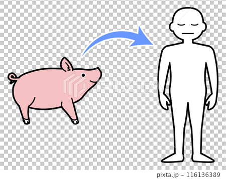 豚からヒトへの臓器移植を示すシンプルなイラスト 豚からヒトへの臓器移植を示すシンプルなイラスト 116136389