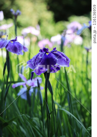 花菖蒲 花菖蒲 116136959