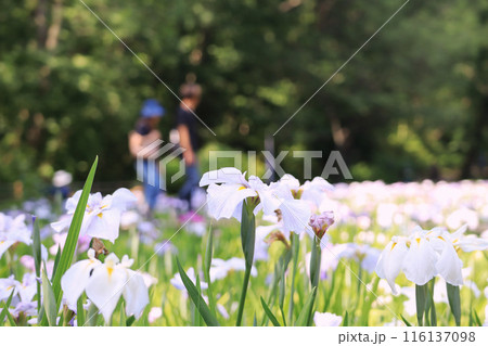 花菖蒲園の風景 116137098