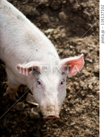 One little pig One little pig 116137102