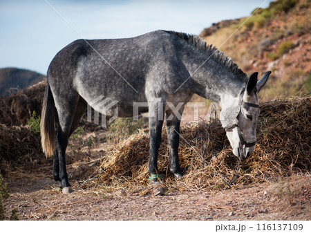 gray donkey 116137109