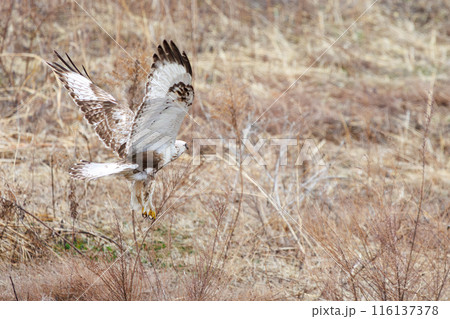 葦原から飛び出す美しいケアシノスリ（タカ科）。  日本国群馬県、利根川河川敷にて。 2024年2月 116137378