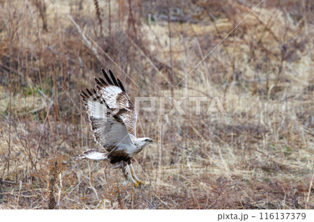 葦原から飛び出す美しいケアシノスリ（タカ科）。  日本国群馬県、利根川河川敷にて。 2024年2月 116137379