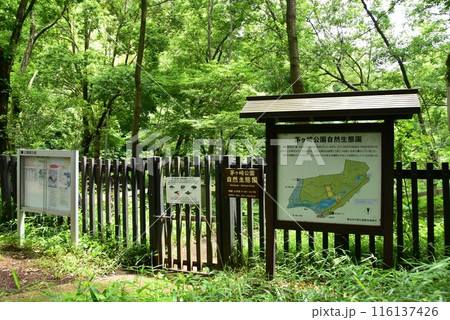 横浜市都筑区 茅ヶ崎公園の自然生態園入口と新緑 横浜市都筑区 茅ヶ崎公園の自然生態園入口と新緑 116137426