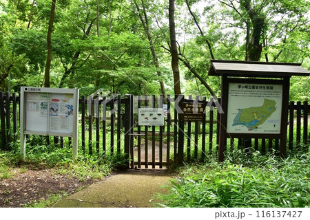 横浜市都筑区　茅ヶ崎公園の自然生態園入口と新緑 116137427