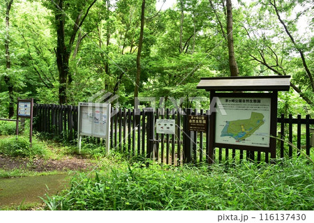 横浜市都筑区 茅ヶ崎公園の自然生態園入口と新緑 横浜市都筑区 茅ヶ崎公園の自然生態園入口と新緑 116137430
