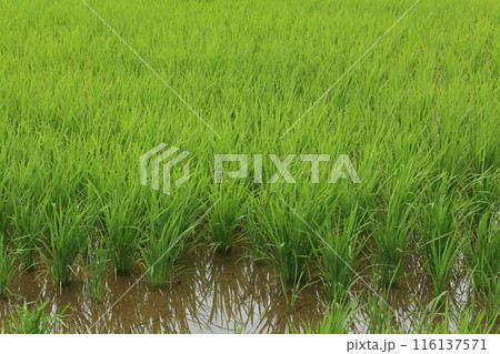 田植え二ヶ月後 116137571
