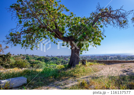 ロードス島 ロードス島 116137577