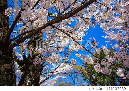 【京都風景】哲学の道 桜並木が続く美しい光景 【京都風景】哲学の道 桜並木が続く美しい光景 116137680