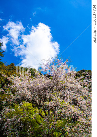 【京都風景】哲学の道　桜並木が続く美しい光景 116137734