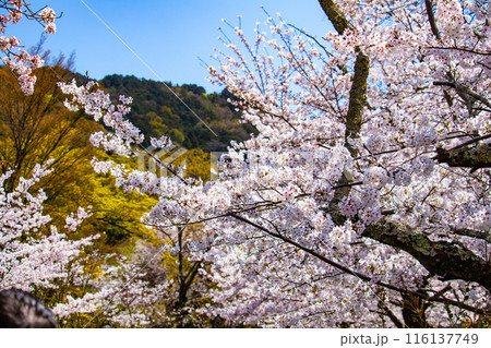 【京都風景】哲学の道　桜並木が続く美しい光景 116137749