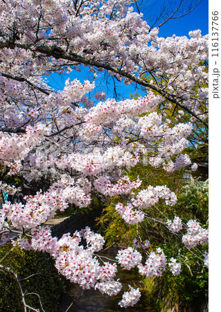 【京都風景】哲学の道　桜並木が続く美しい光景 116137766