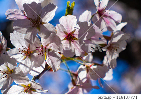 【京都風景】哲学の道 桜並木が続く美しい光景 【京都風景】哲学の道 桜並木が続く美しい光景 116137771
