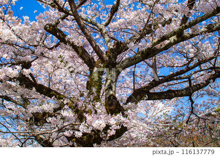 【京都風景】哲学の道　桜並木が続く美しい光景 116137779