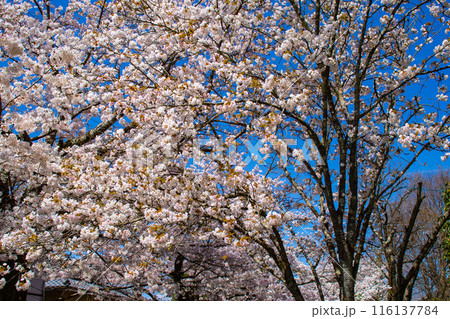 【京都風景】哲学の道 桜並木が続く美しい光景 【京都風景】哲学の道 桜並木が続く美しい光景 116137784