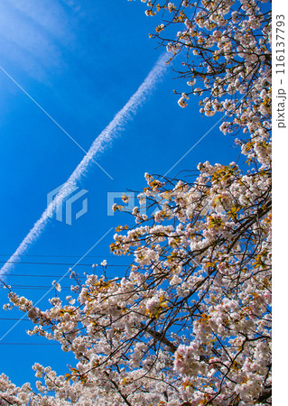 【京都風景】哲学の道　桜並木が続く美しい光景 116137793