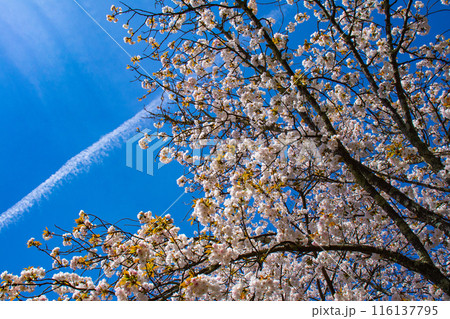 【京都風景】哲学の道　桜並木が続く美しい光景 116137795