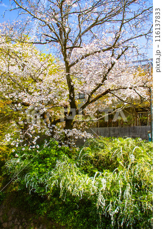 【京都風景】哲学の道　桜並木が続く美しい光景 116137833