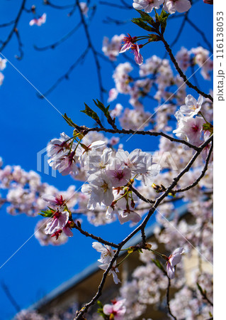 【京都風景】哲学の道　桜並木が続く美しい光景 116138053