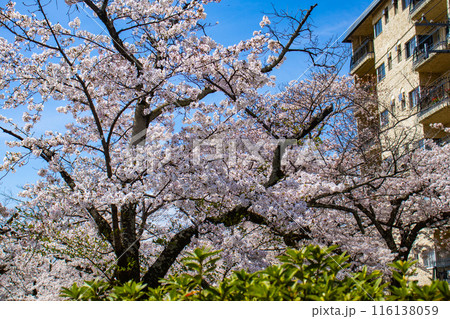 【京都風景】哲学の道　桜並木が続く美しい光景 116138059