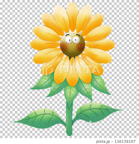 Cute sunflower  116138107
