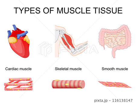 Skeletal muscle in biceps, cardiac muscle in heart, and smooth muscle in small intestine 116138147