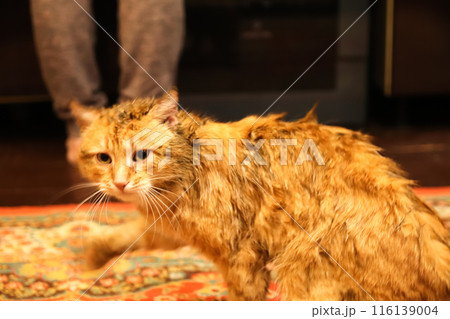 Humorous image of a slimy red cat in a swamp, with a forlorn expression. A red cat navigating through a slimy swamp, looking both sad and funny 116139004