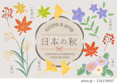 日本の秋の草花のイラストセット 日本の秋の草花のイラストセット 116139007