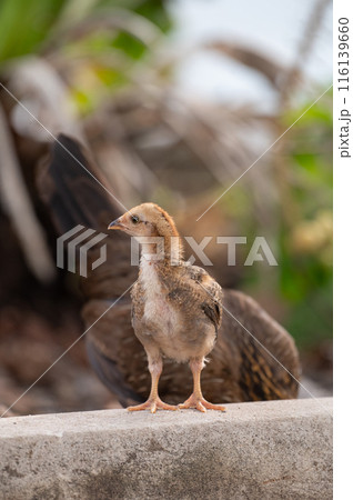 Chick is standing on the floor.Selective focus. 116139660