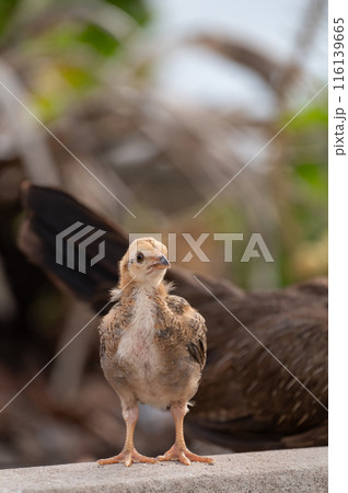 Chick is standing on the floor.Selective focus. 116139665