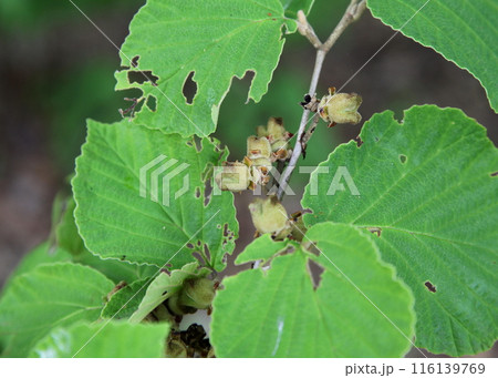 マンサクの若い実 116139769