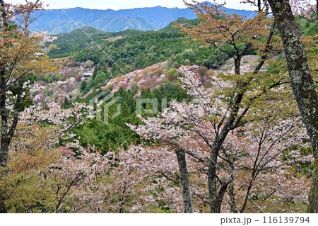 見頃を迎えた中千本桜 116139794