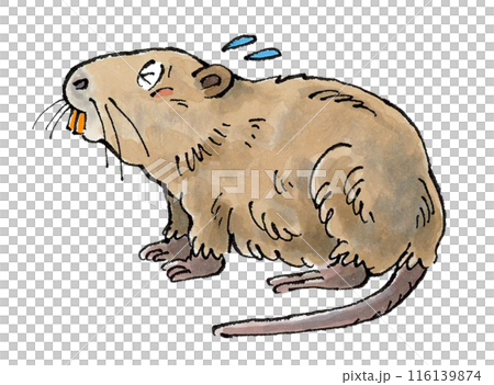 海狸鼠遇到麻煩了 116139874