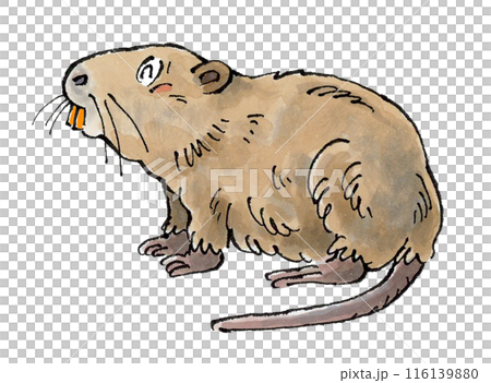 Happy Nutria Happy Nutria 116139880