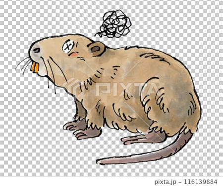 Nutria is here 116139884