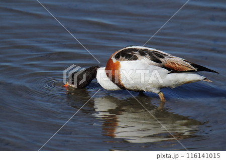 荒尾市　海岸　ツクシガモ、 116141015