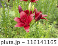 赤いユリの花 ダイナミックス 116141165
