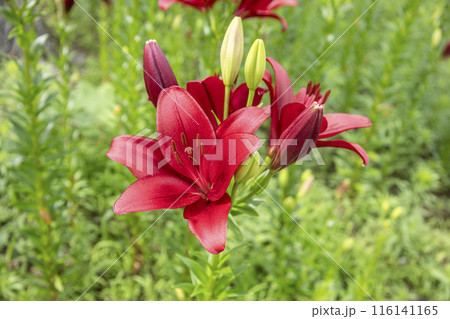 赤いユリの花 ダイナミックス 116141165